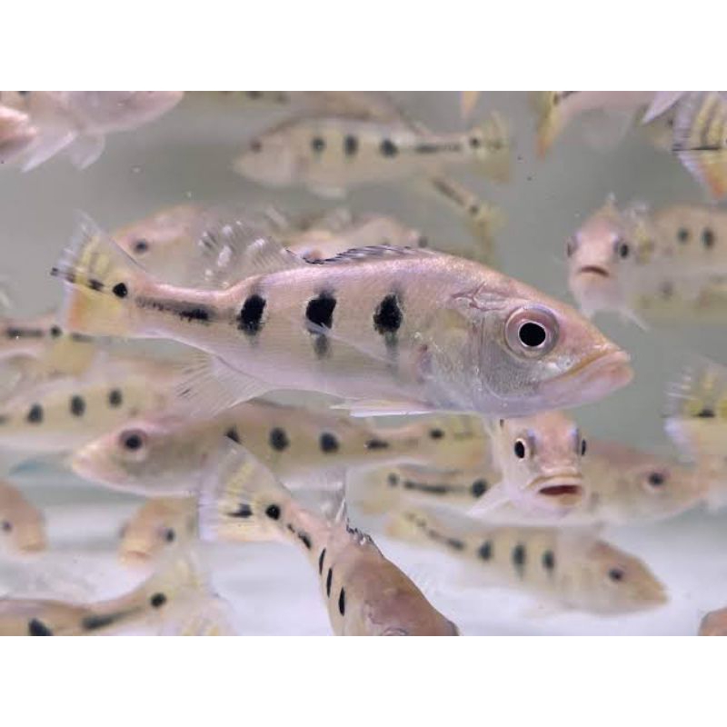 kebutuhan hiasan pbass kalberi pure pbass