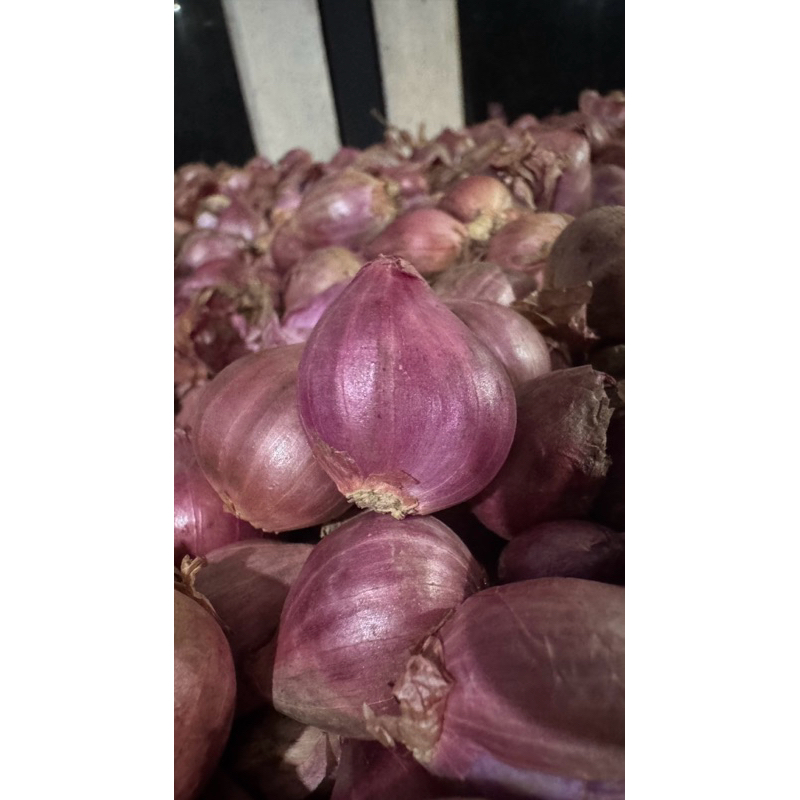 

Bawang Merah Enrekang Sulawesi Murah GROSIR & ECERAN | Uk. Sedang