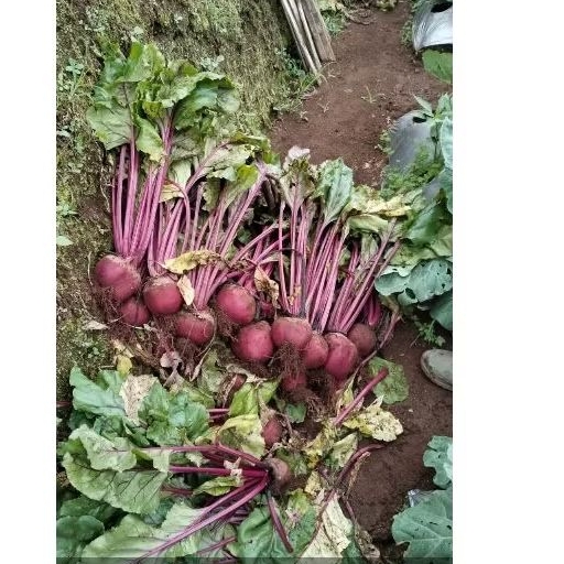 

buah bit 1 kg fresh