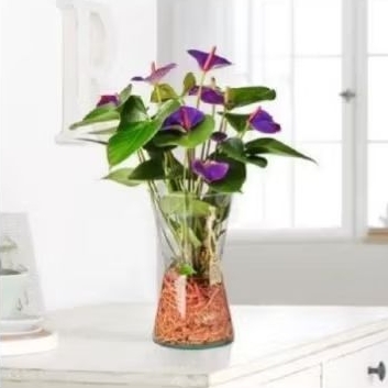 tanaman hias anthurium Micky mouse ungu - anthurium bunga ungu