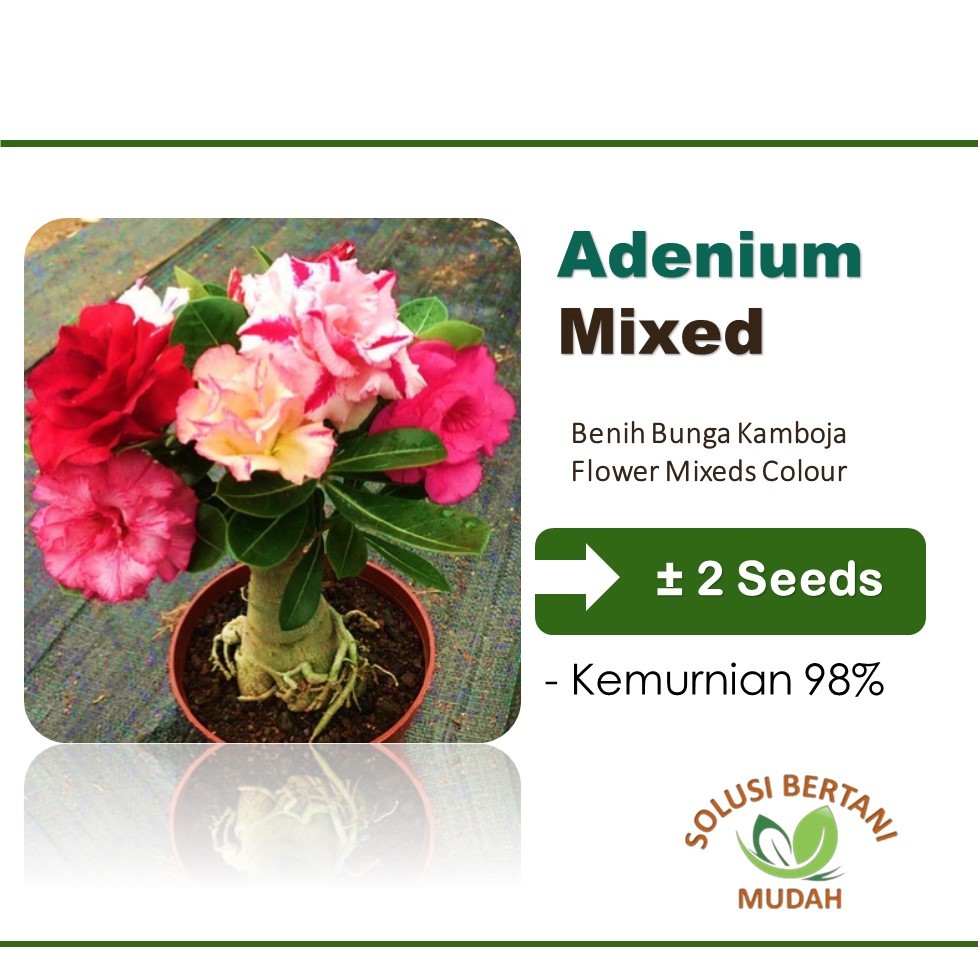 Bibit Benih Bunga Adenium Obesum Kamboja Jepang Mix