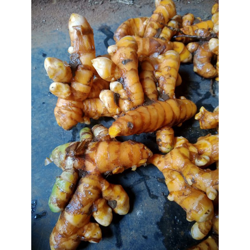 

kunyit/kunir kunyit