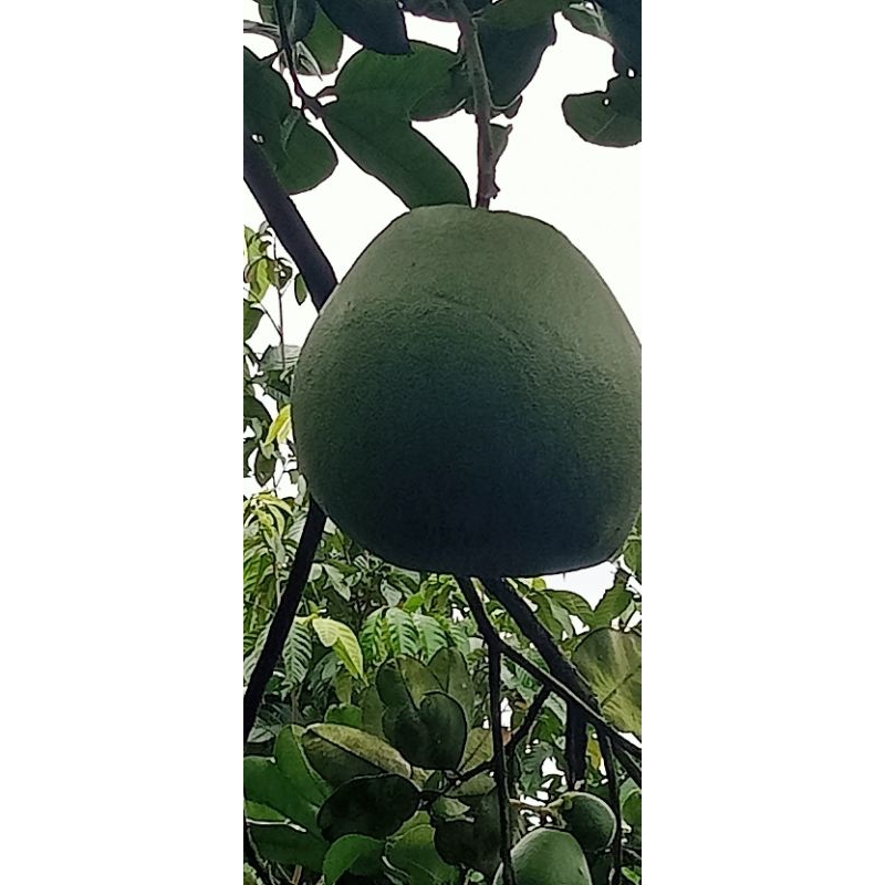 

jeruk Pamelo madu