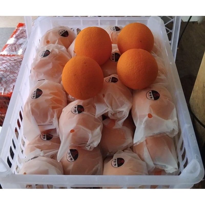 

Indukbuah Jeruk Sunkist Navel China 1 Keranjang