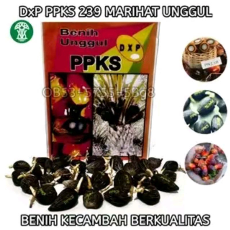 bibit kecambah sawit verietas PPKS 239 marehat