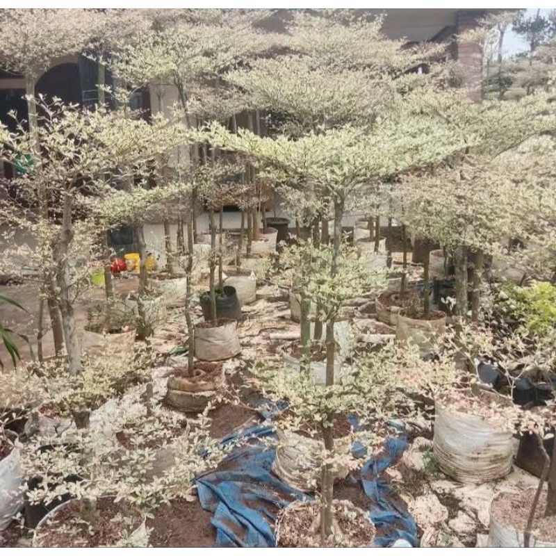 Pohon hias Ketapang kencana putih tinggi 1meter