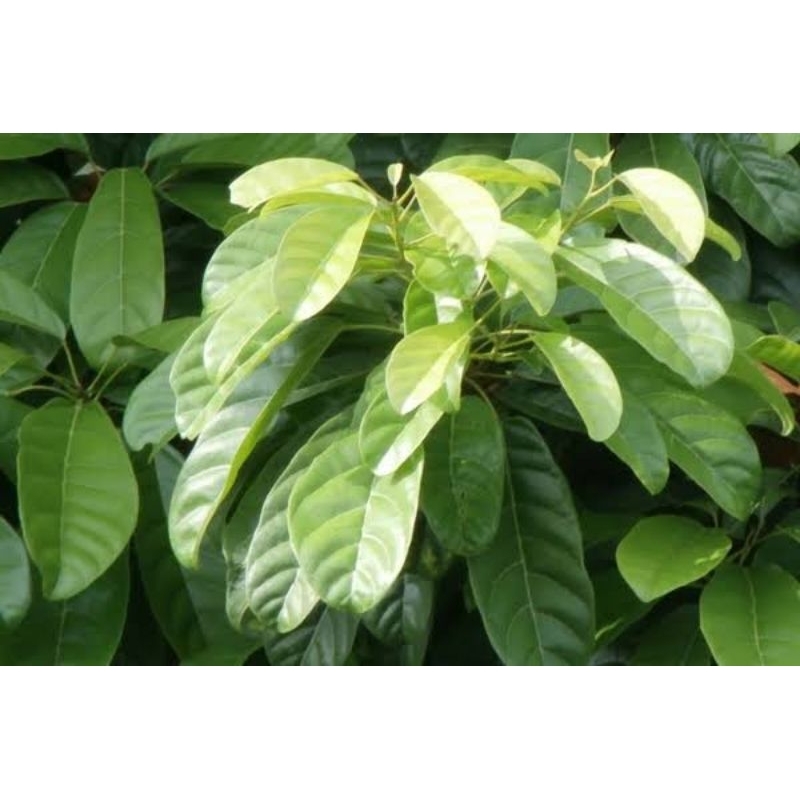 

DAUN HANTAP dijual perlembar