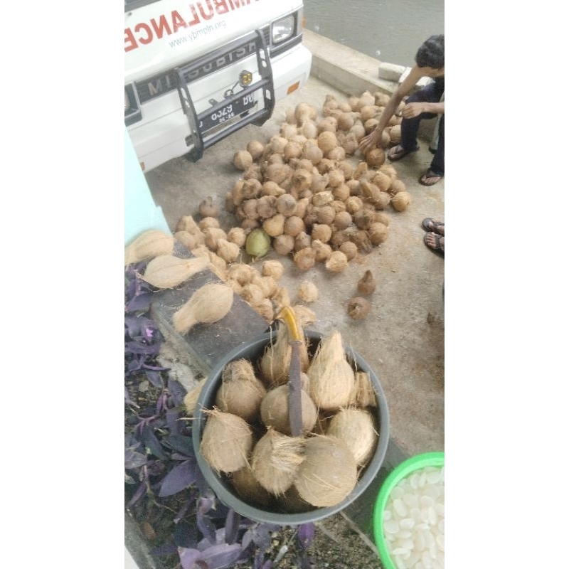 

Kelapa Tua Kupas tanpa sabut ukuran antara 550-749 gram