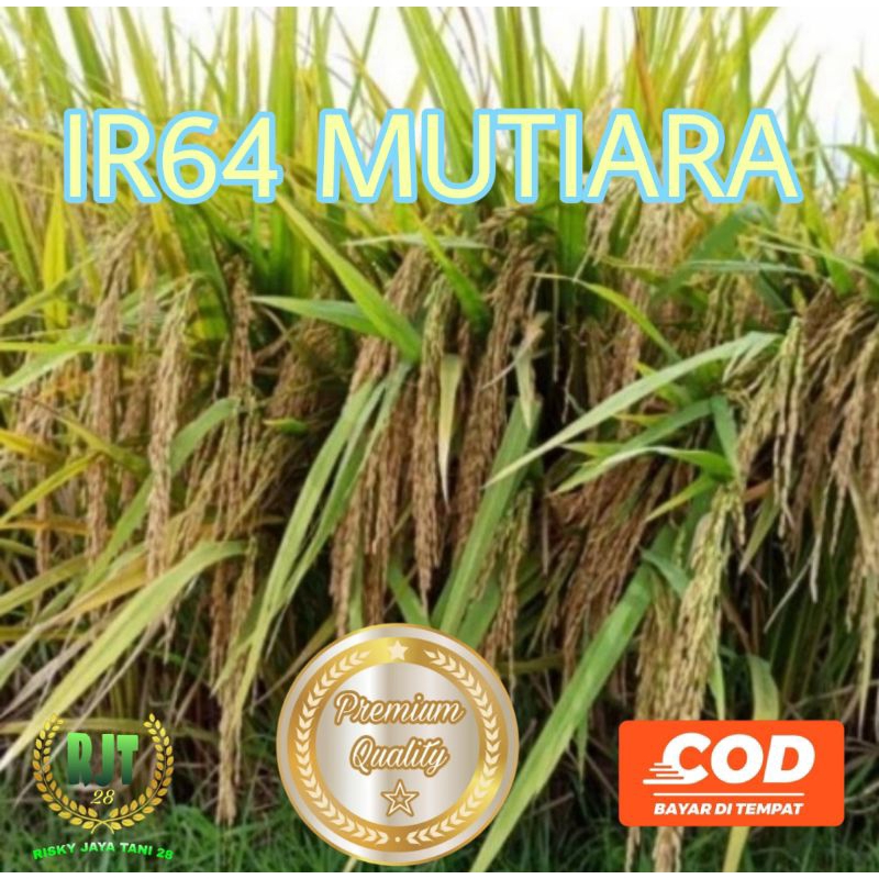 BENIH PADI IR64 MUTIARA Kemasan 1kg