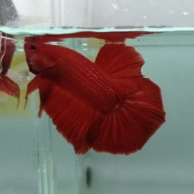 Cupang Giant Super Red BO 4cm (Sesuai Foto)