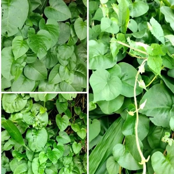 

Daun Binahong Hijau 40 Lembar Herbal Segar Dipetik Dadakan