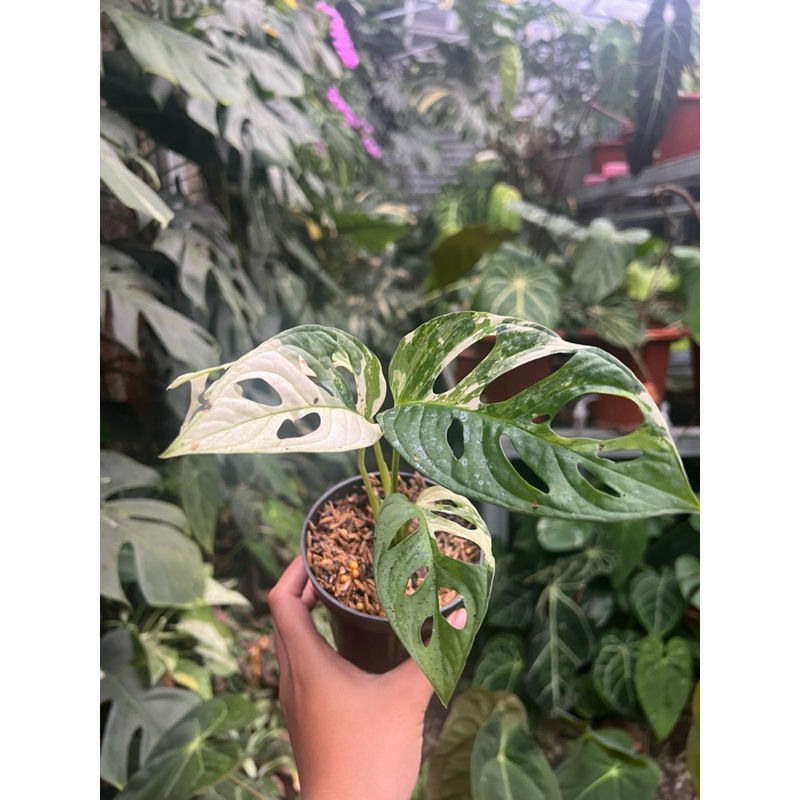 Tanaman Hias Janda bolong jepang janbol variegata