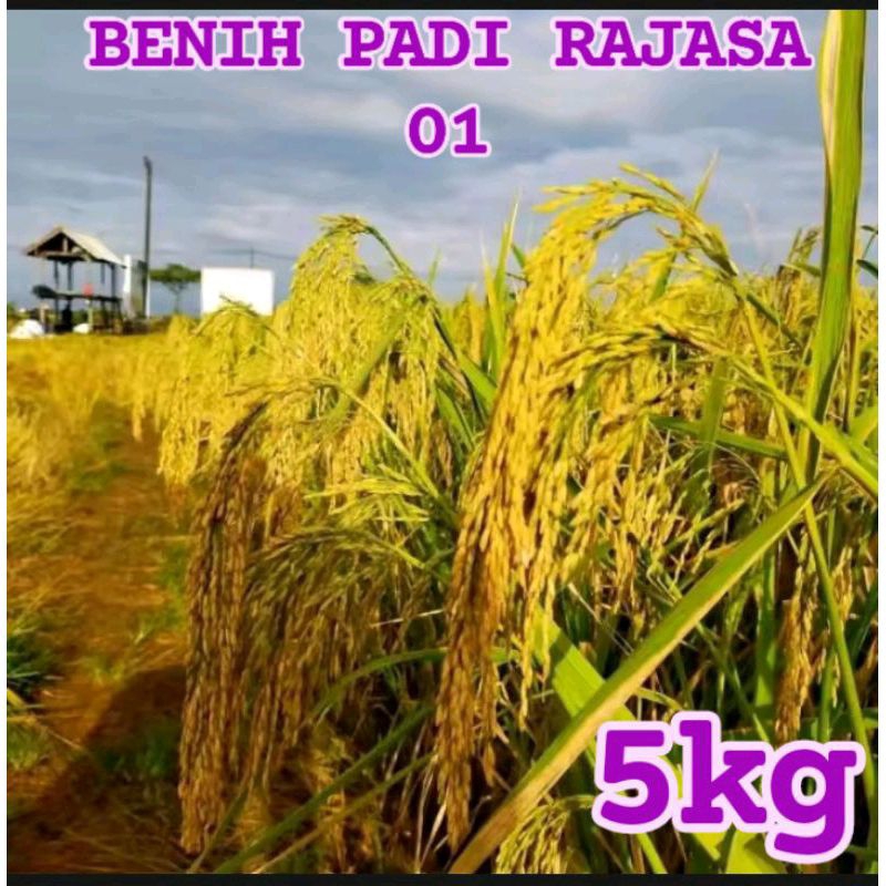 BENIH PADI RAJASA 01 KEMASAN 5KG