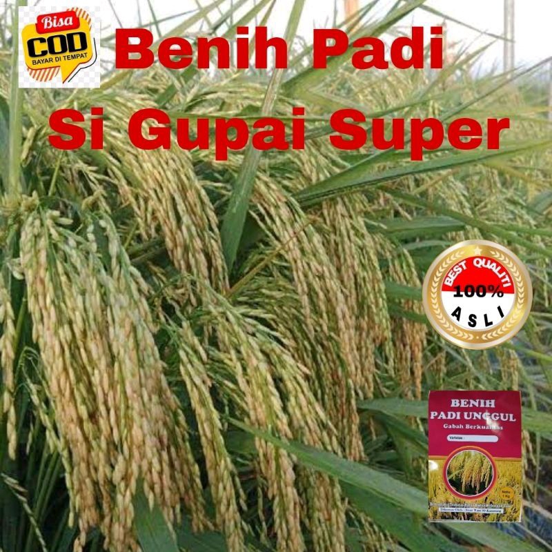 BENIH PADI SIGUPAI KEMASAN 1KG