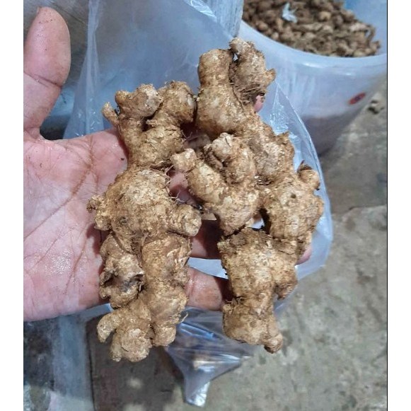 Jahe Emprit Cuci Super 1kg / Jahe Emprit / Jahe Emprit Lokal / Jahe Lokal Emprit Segar / Fresh Local