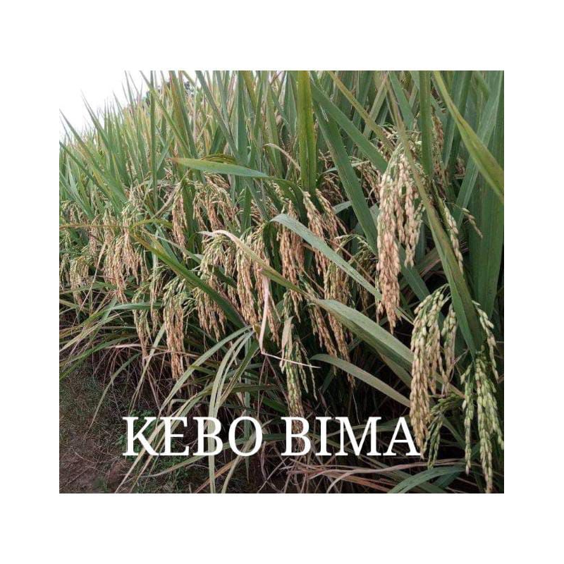 BENIH PADI KEBO BIMA KEMASAN 5KG
