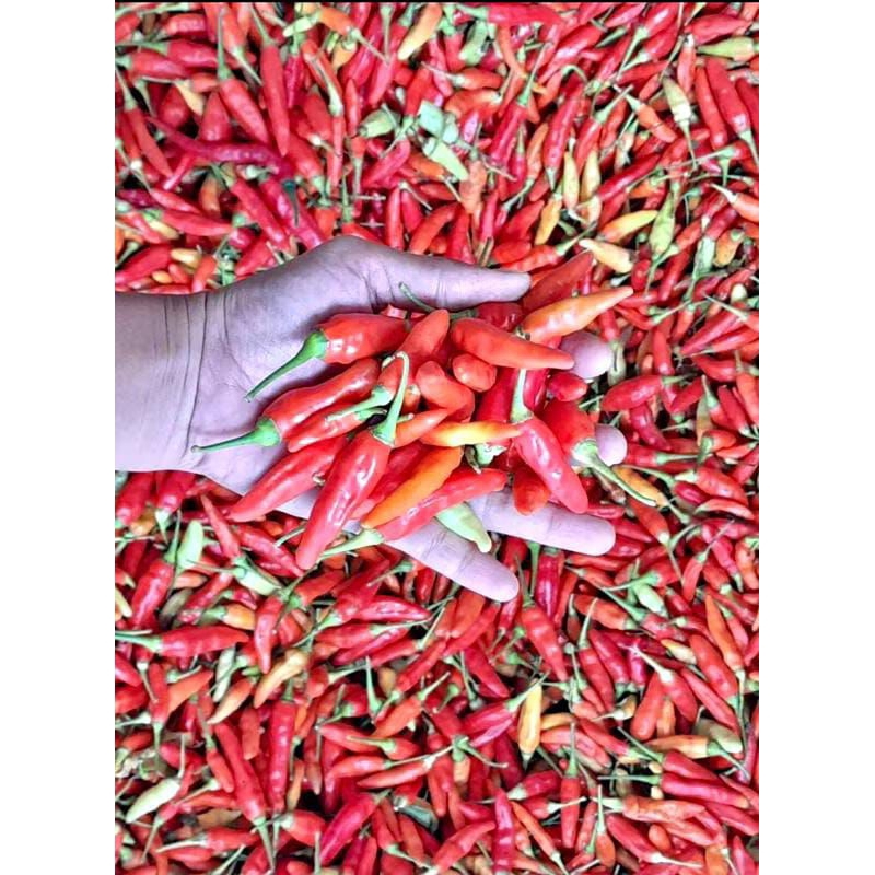 

cabai rawit merah ori fresh