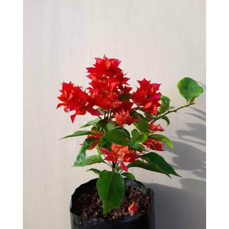 Bibit tanaman hias bougenville merah - bunga bougenville merah