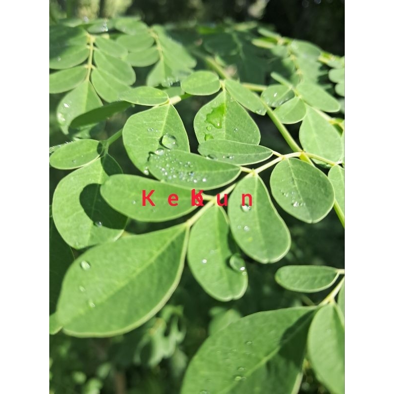 

daun kelor segar obat herbal alami 250 grm