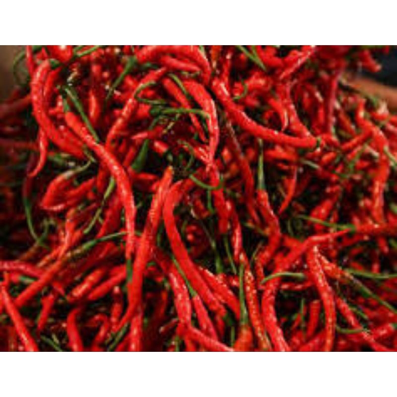 

Cabe Keriting fresh 100g