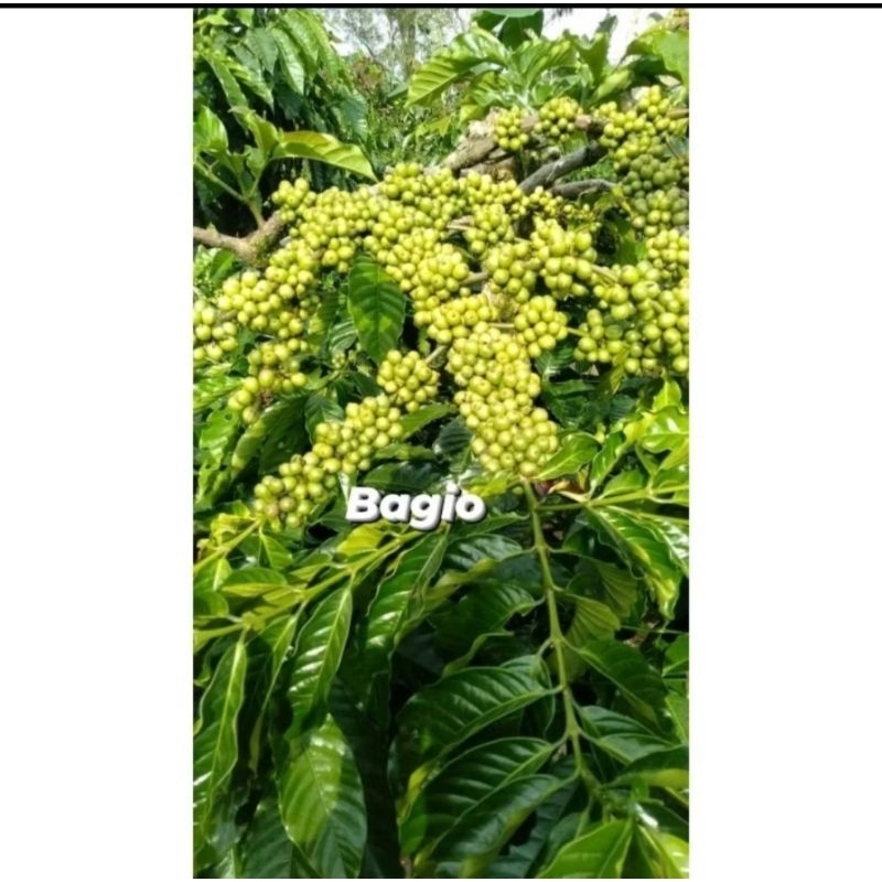 Entres kopi klon bagio per 60ranting