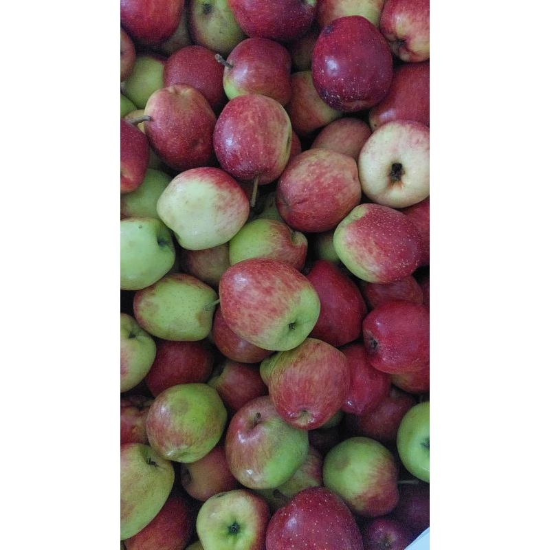 

apel ana sedang 1kg/isi 15-22 buah/apel fresh malang