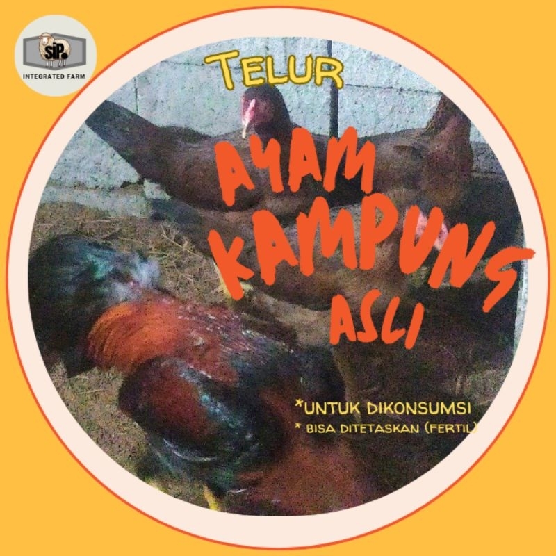 

Telur Ayam Kampung Fertil Asli untuk Ditetaskan, bisa dikonsumsi , Jamu , bisa ditetaskan