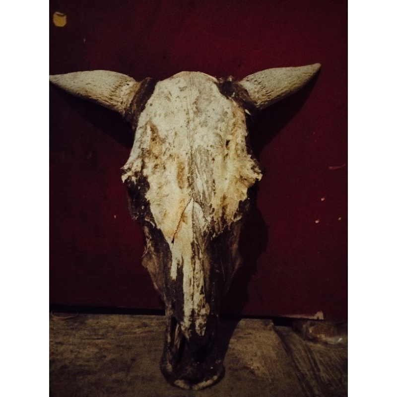 kepala sapi