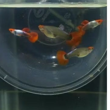 Hiasan akuarium Guppy Prt koi