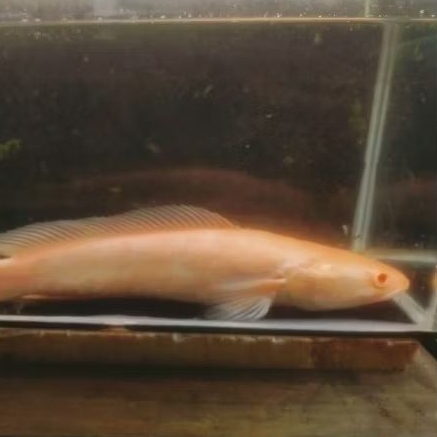 Striata Albino Jumbo Mata Merah 28cm