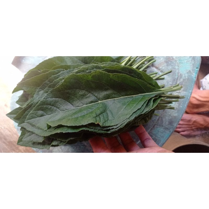 

daun aprika daun sambung 250 grm