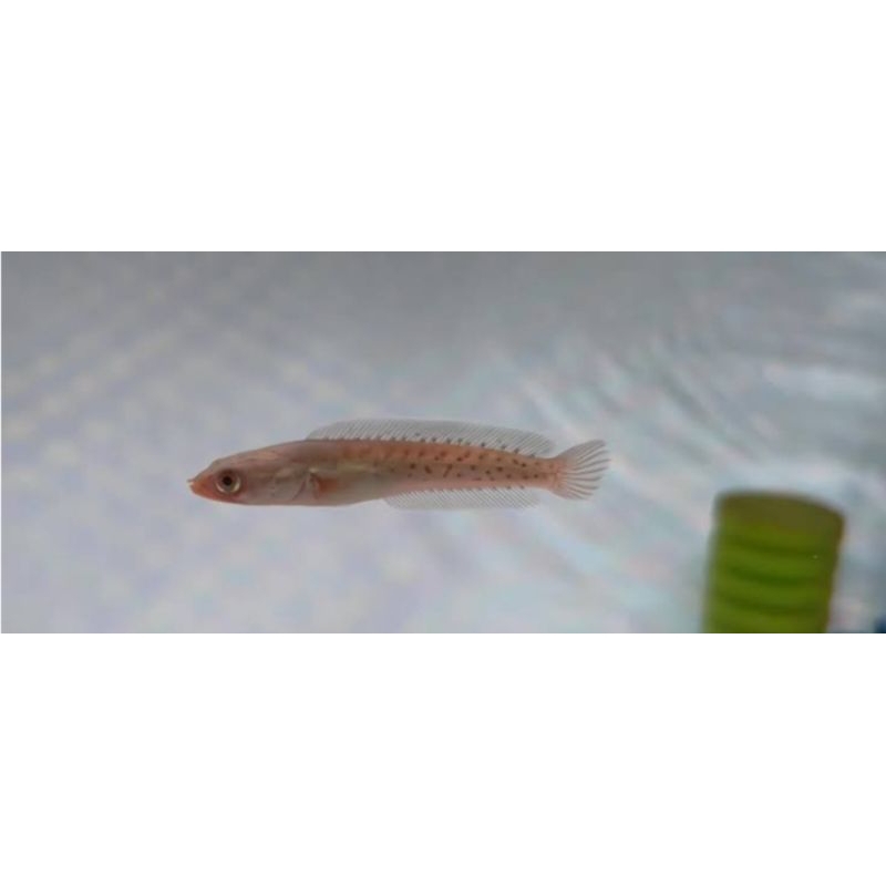 Channa Auranti CB China Size 2- 3cm