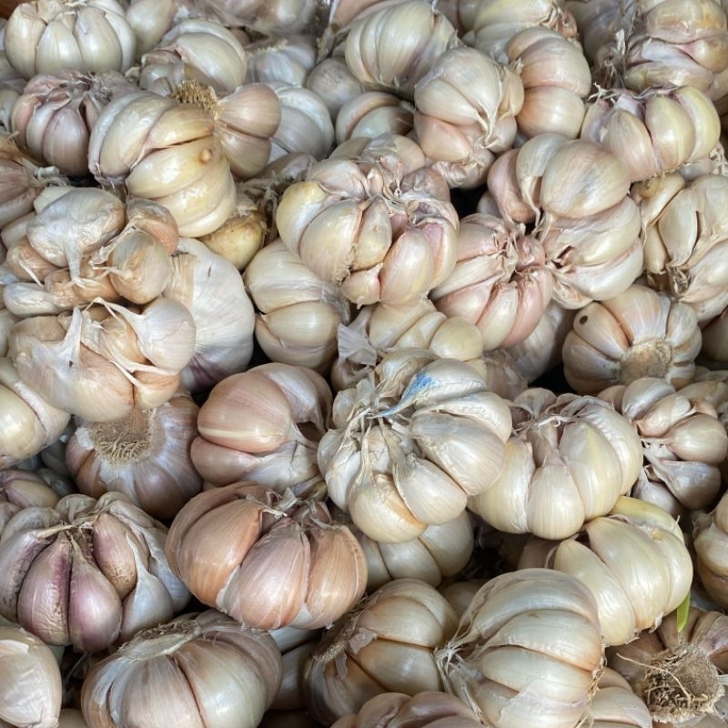 

Bawang putih 1 KG fresh