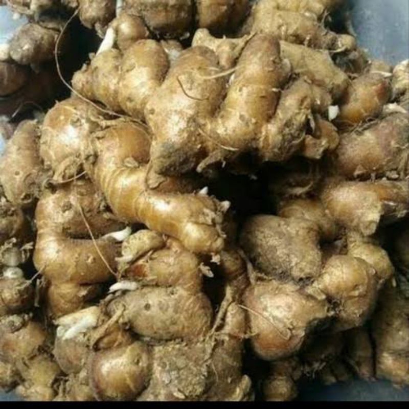 

(1 Kg) Kencur tua cocok untuk seblak, bumbu pawon / empon-empon