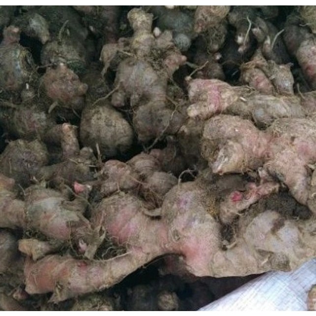 

1 kg Jahe Merah Segar / Jahe Merah Alami / Natural Fresh Red Ginger