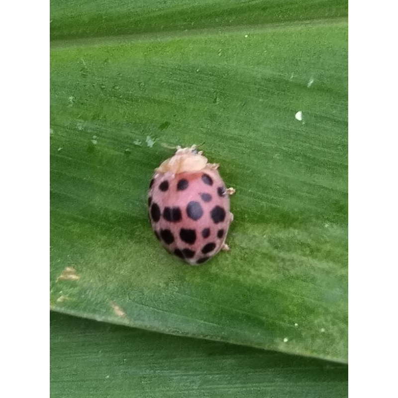 kumbang koksi kecil/ leyibag  10 ekor