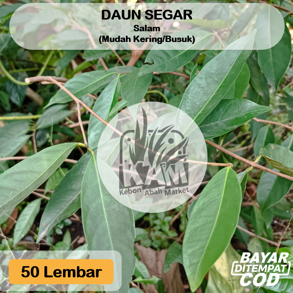 

Daun Salam 50 Lembar Segar Non Pestisida Obat Herbal Rempah Masak