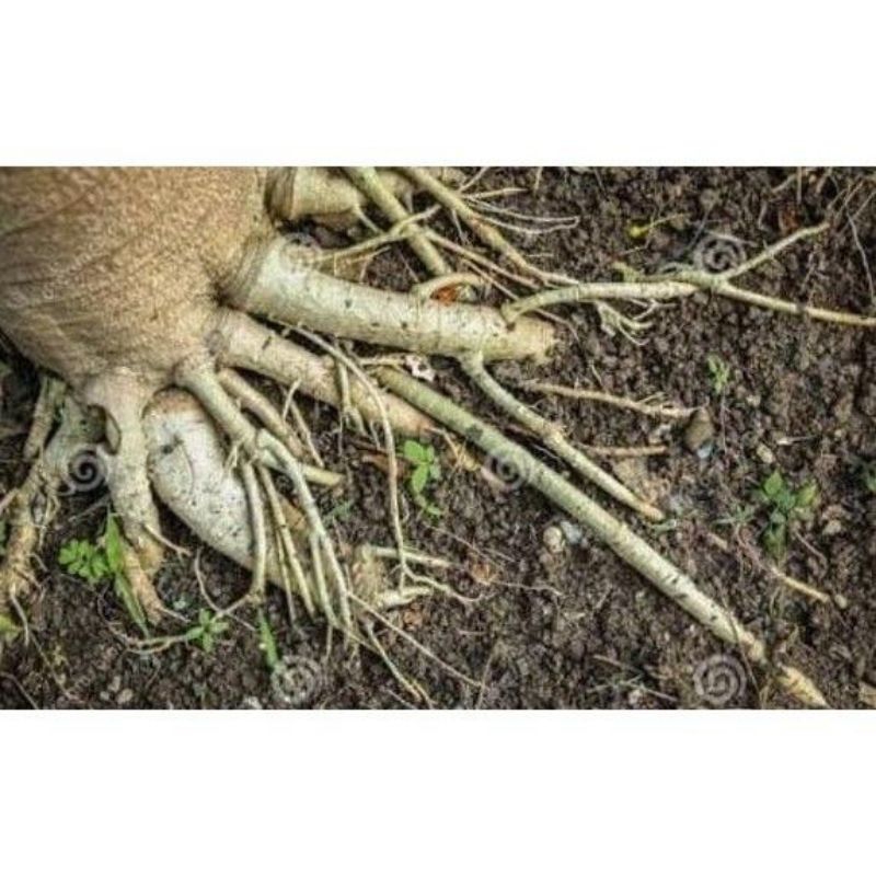 

Akar pepaya segar 300gr