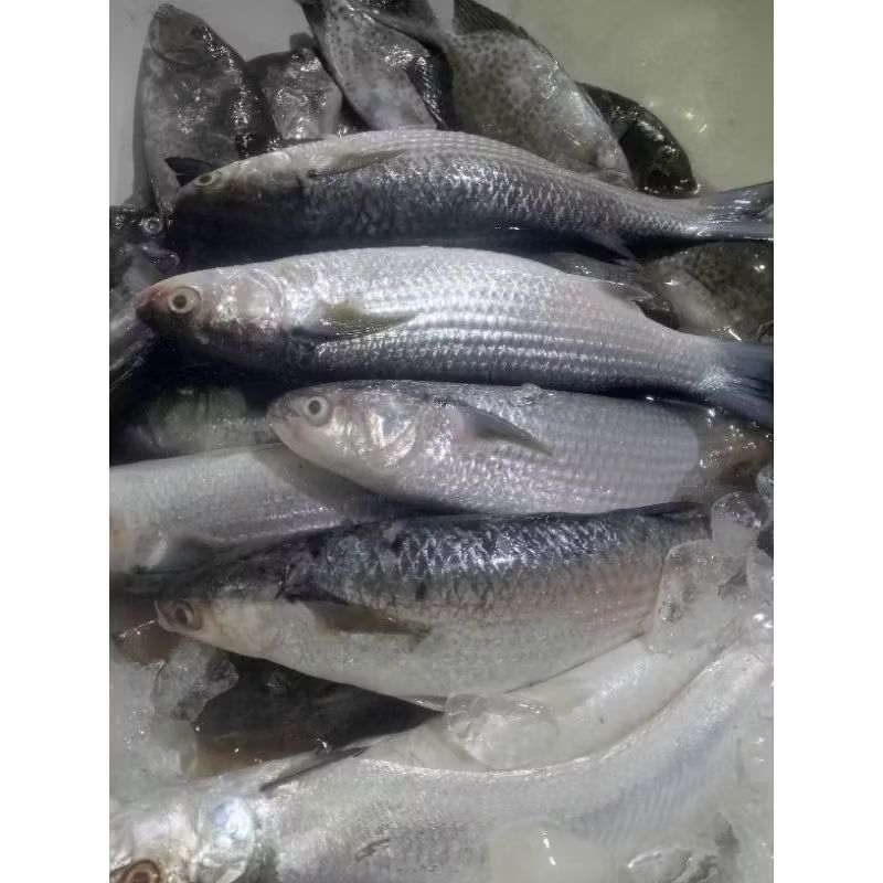 

ikan belanak laut Ikan belanak segar 1kg kualitas premium