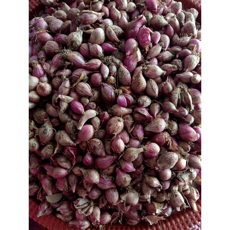 

bawang merah nganjuk kering kecil