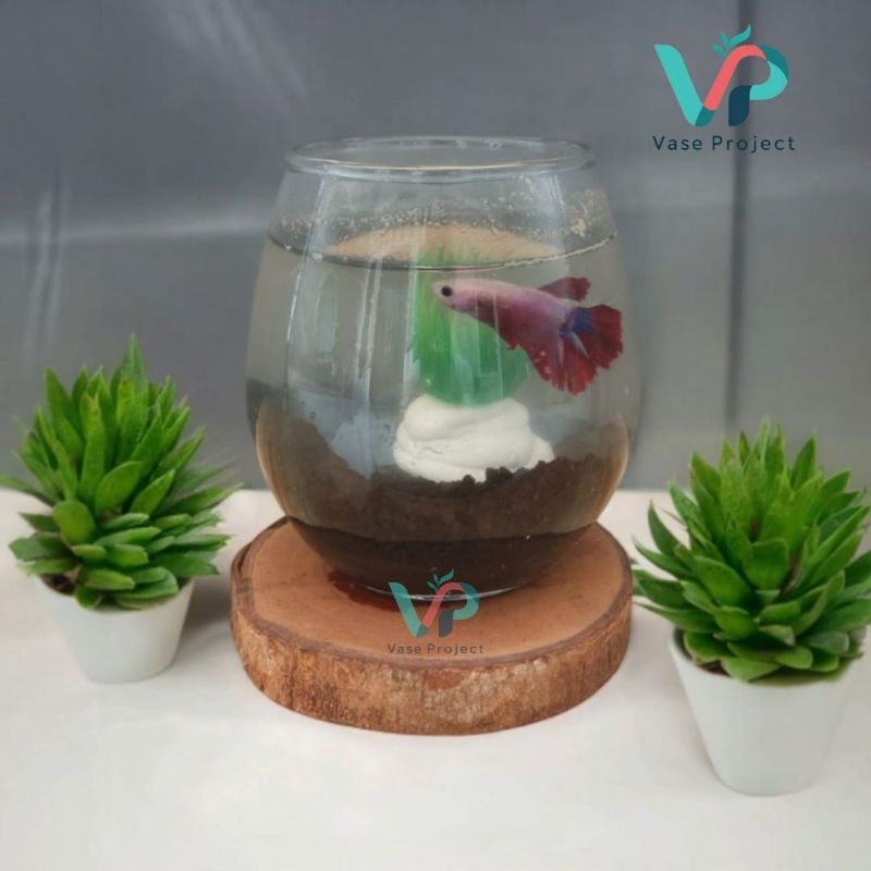 Paket Aquarium Mini Cupang | Aquarium Cupang | Tank Ikan Cupang | Aquascape |