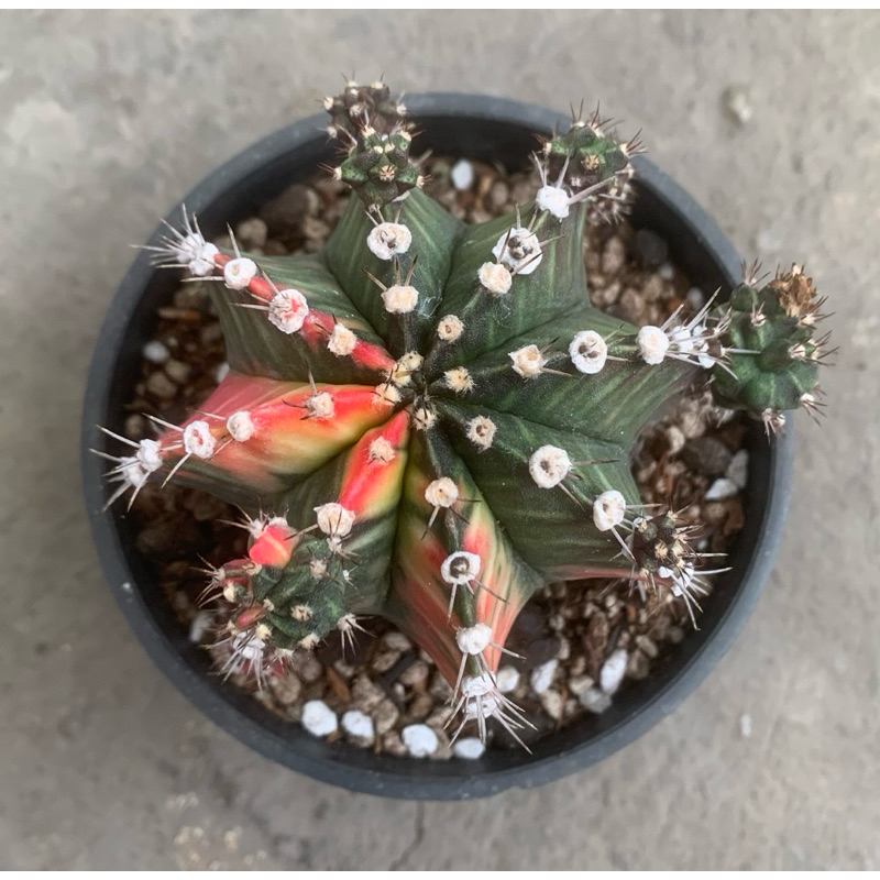 Kaktus Gymno miha Varigata BIG SiZE