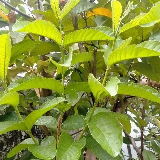 

DAUN JAMBU BIJI SEGAR BEBAS PESTISIDA ((50 lembar))