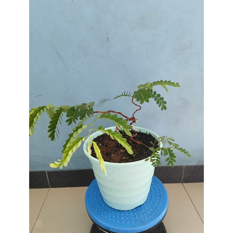 Bonsai Asem Kecut Jawa meliuk liuk