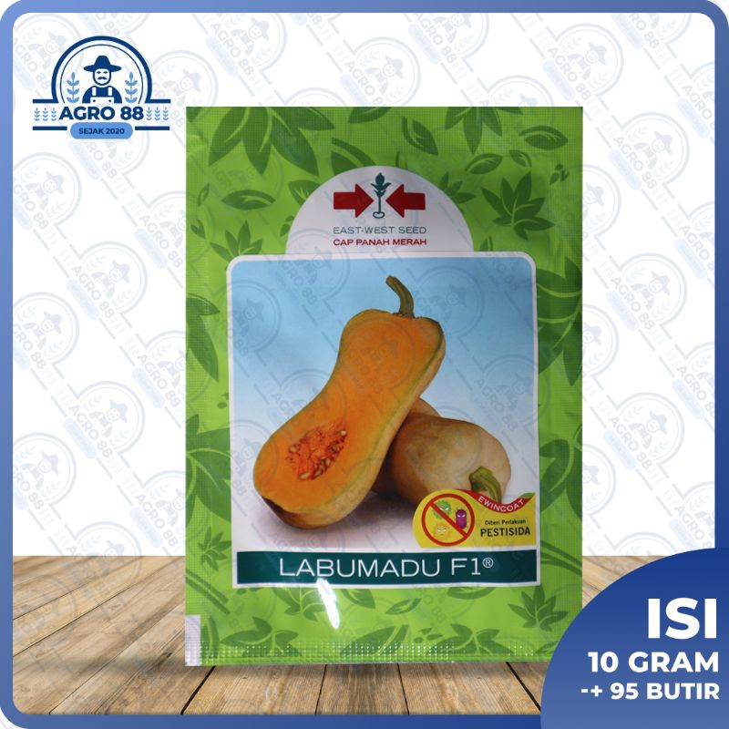 benih labu - Labu Madu