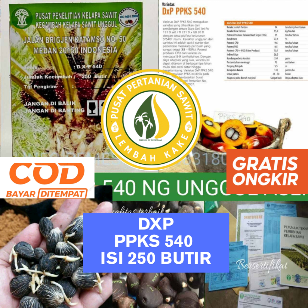 BENIH POLONG KECAMBAH BIBIT SAWIT DXP PPKS 540 UNGGUL MEDAN BERSERTIFIKAT ASLI PELEPAH PANJANG DAN P