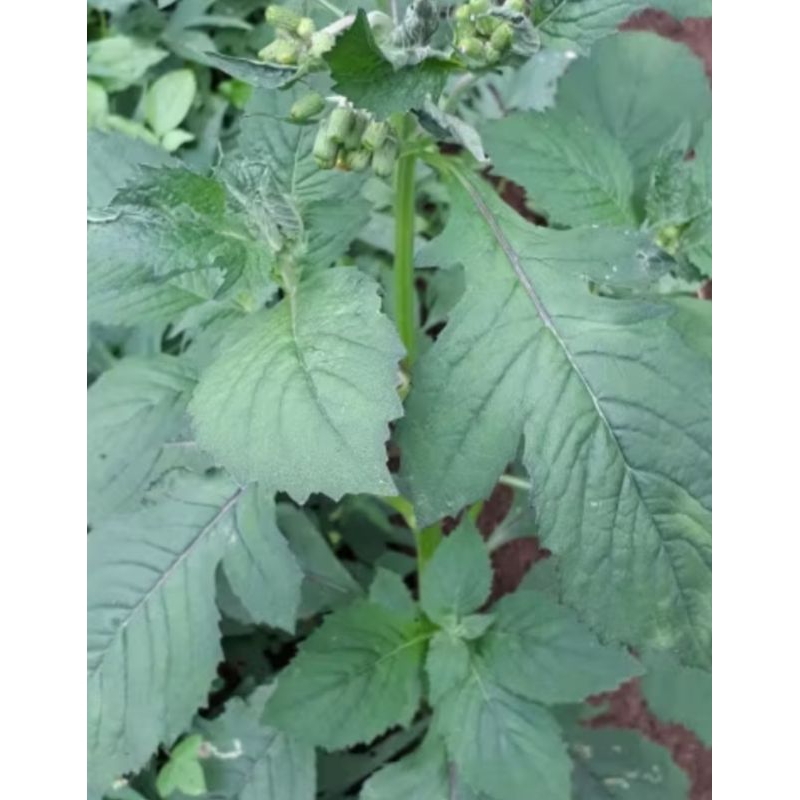 

Sayur sintrong segar baru petik lagsg kirim