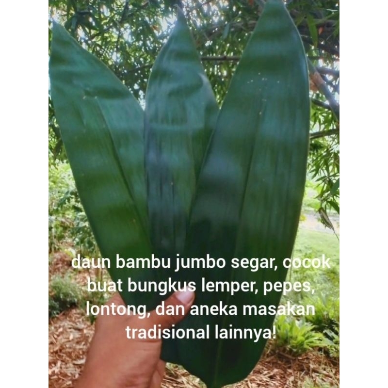 

daun bambu jumbo 50 lembar . segar, cocok buat bungkus lemper, pepes, lontong, dan aneka masakan tradisional lainnya!