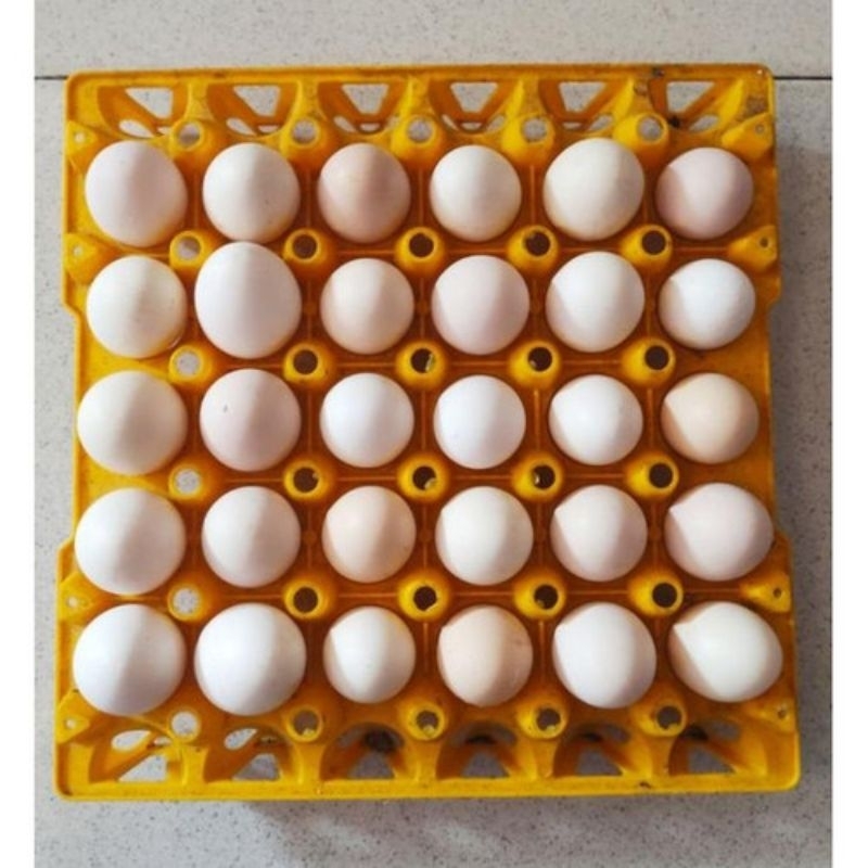 telur ayam vertil kub 2