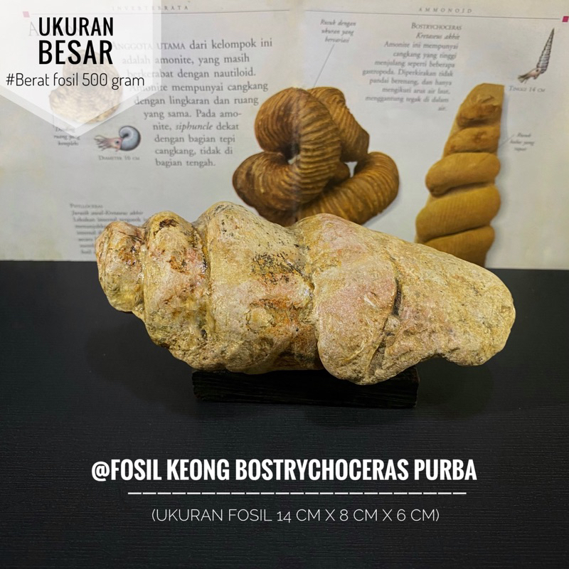 Fosil Keong Bostrychoceras Purba Natural B90 atau Fossil Snail atau Fosil Kerang Temuan atau Fosil K
